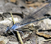 Damselfly